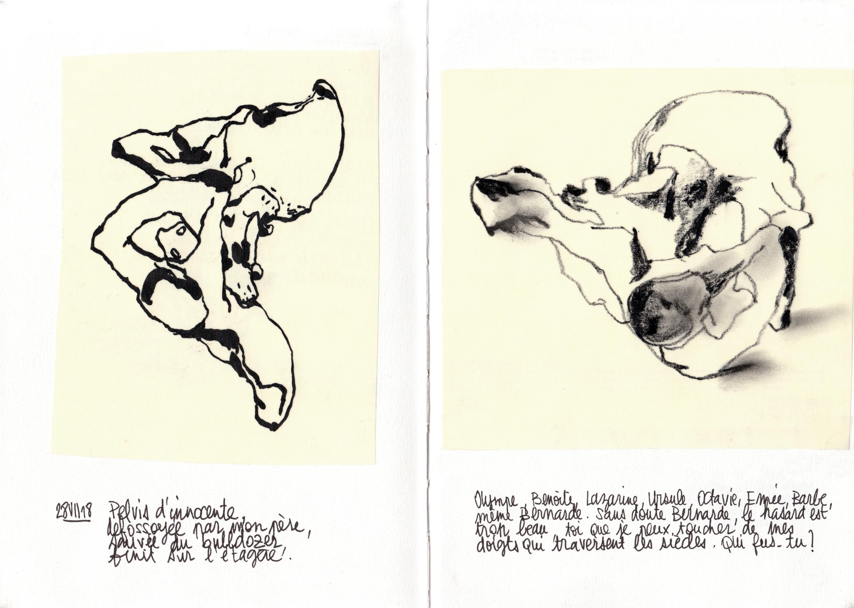 pelvis