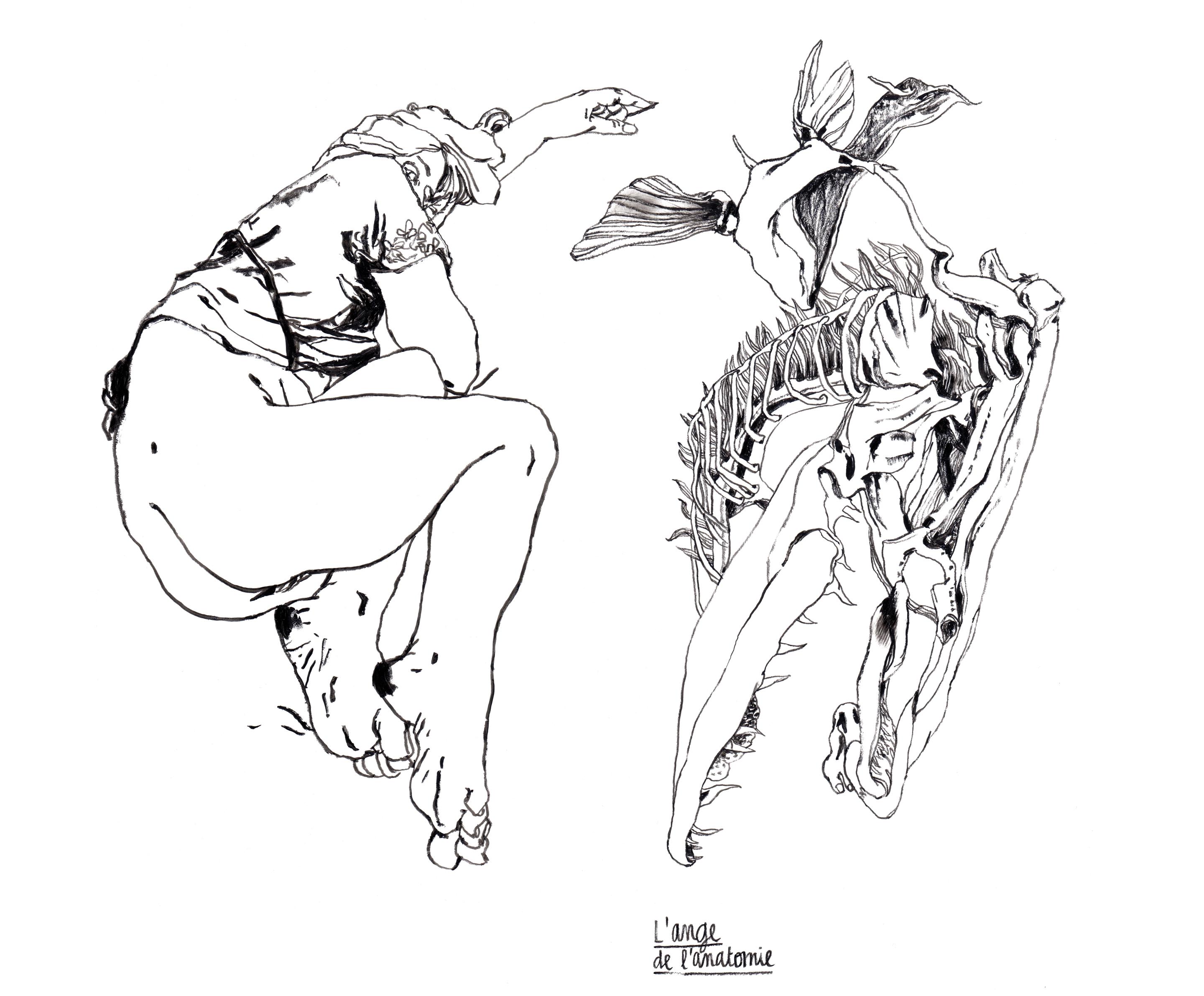 ange anatomique